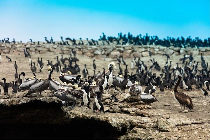 2-Day Paracas & Ica Adventure: Ballestas Islands, Dunes, and Pisco Tasting photo 3