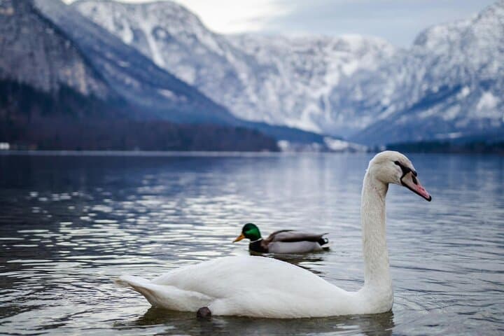 Hallstatt Full-Day from Vienna — Lakes to Mountains Scenic Tour photo 4