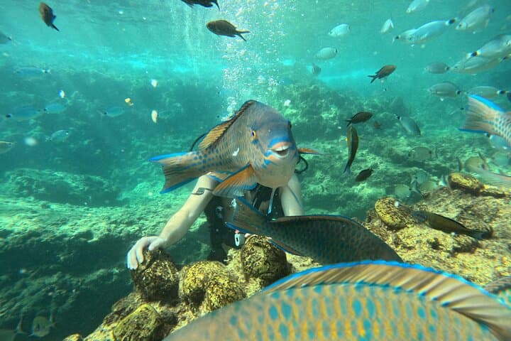 Beginner Scuba Diving in Alanya: Two Guided Dives, Lunch & Transfer photo 2