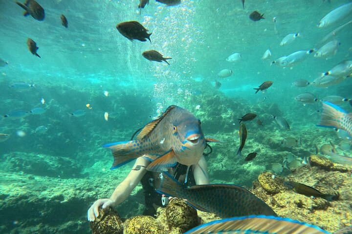 Beginner Scuba Dives in Side, Turkey — 2 Guided Dives with Lunch & Transfers photo 2