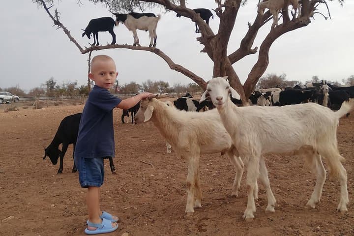 Morning Agadir: Goats in Argan Trees & Argan Oil Cooperative Tour photo 1