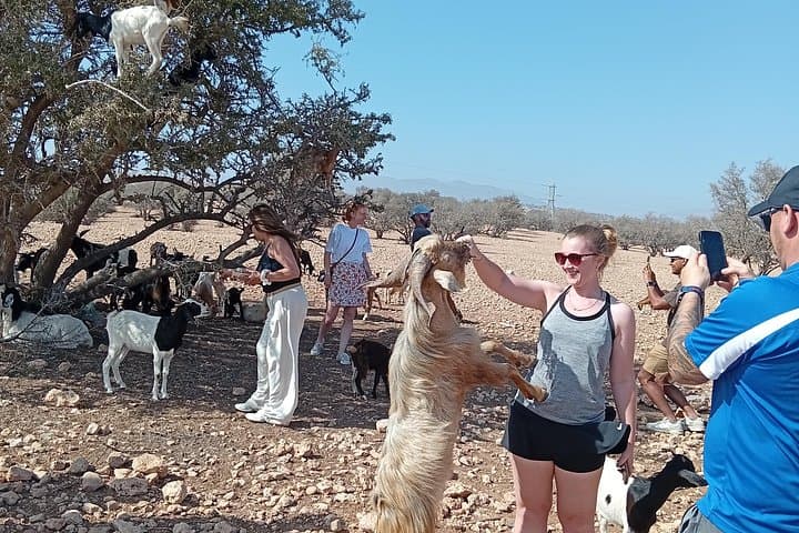 Morning Agadir: Goats in Argan Trees & Argan Oil Cooperative Tour photo 2