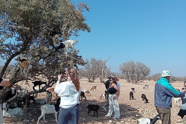 Morning Agadir: Goats in Argan Trees & Argan Oil Cooperative Tour photo 3