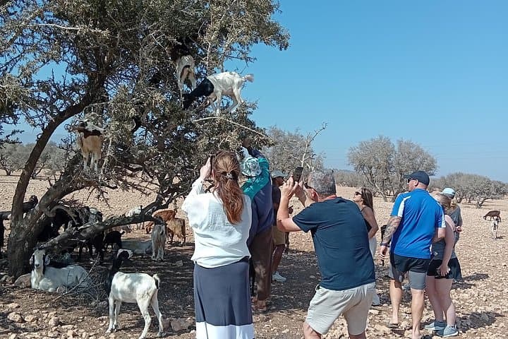 Morning Agadir: Goats in Argan Trees & Argan Oil Cooperative Tour photo 4