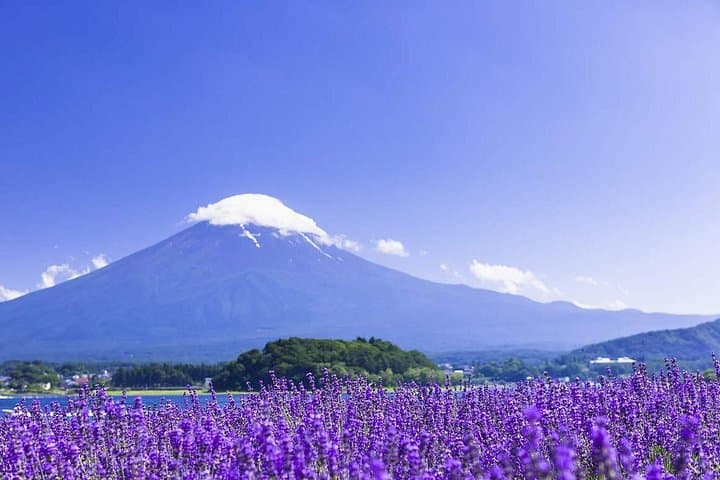 Mt Fuji Photo Loop: Arakurayama, Oshino Hakkai & Oishi Park Day Trip photo 2