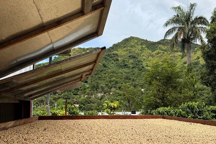 Sueños de Cafe: Jayuya Coffee Farm Tour — Roast, Grind & Brew in Puerto Rico's Central Mountains