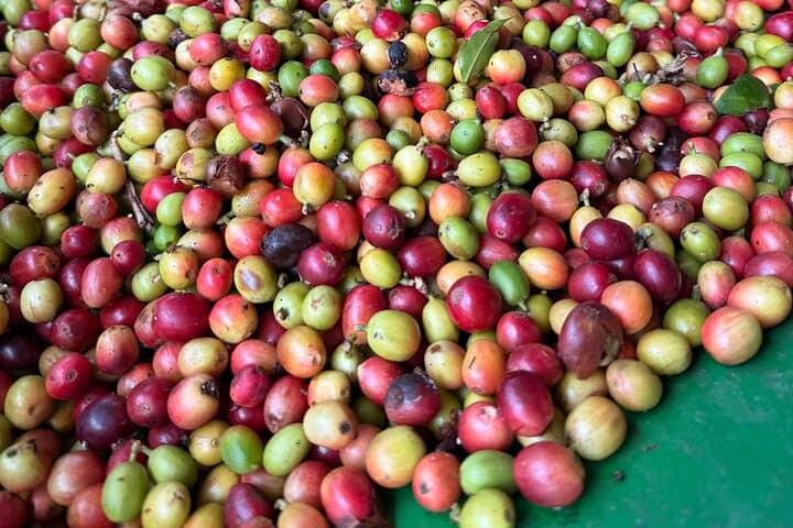Sueños de Cafe: Jayuya Coffee Farm Tour — Roast, Grind & Brew in Puerto Rico's Central Mountains photo 2