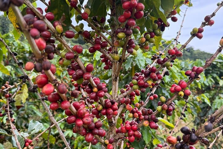 Sueños de Cafe: Jayuya Coffee Farm Tour — Roast, Grind & Brew in Puerto Rico's Central Mountains photo 5