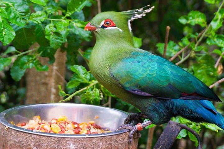 Parque Tricao Aviary and Undurraga Vineyard Day Tour from Santiago photo 3