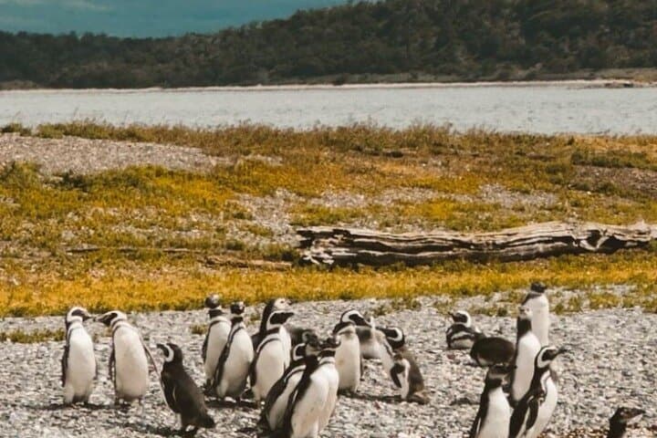 Beagle Channel Penguin Cruise to Martillo Island & Les Éclaireurs Lighthouse photo 2