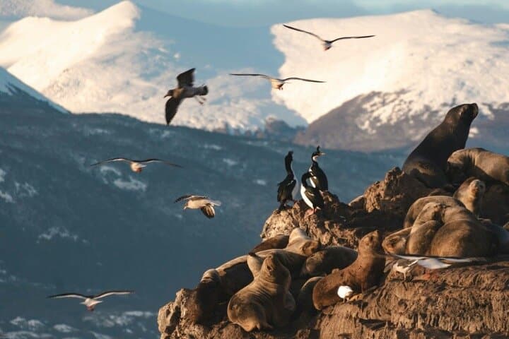 Beagle Channel Penguin Cruise to Martillo Island & Les Éclaireurs Lighthouse photo 4