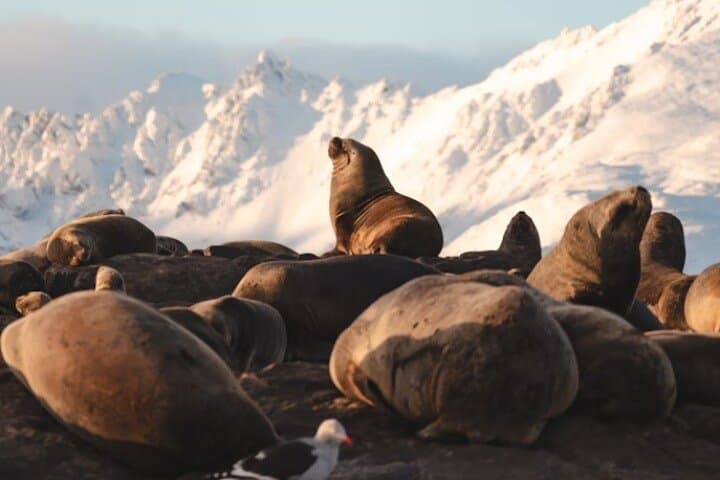 Beagle Channel Penguin Cruise to Martillo Island & Les Éclaireurs Lighthouse photo 5