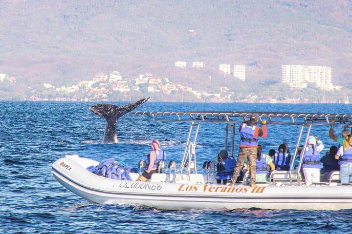 Puerto Vallarta Speedboat and Box Lunch Whale Watching Tour photo 5