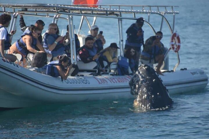 Puerto Vallarta Speedboat and Box Lunch Whale Watching Tour