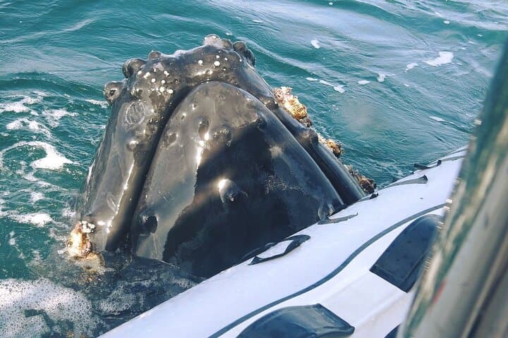 Puerto Vallarta Speedboat and Box Lunch Whale Watching Tour photo 3