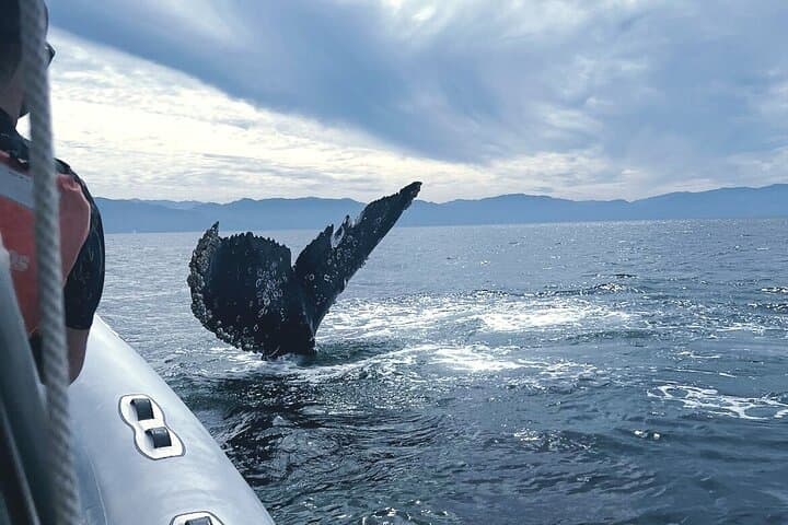 Puerto Vallarta Speedboat and Box Lunch Whale Watching Tour photo 6