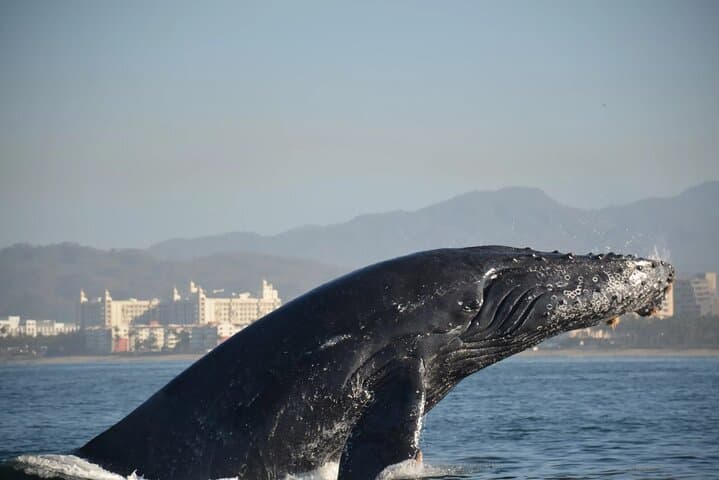 Puerto Vallarta Speedboat and Box Lunch Whale Watching Tour photo 4