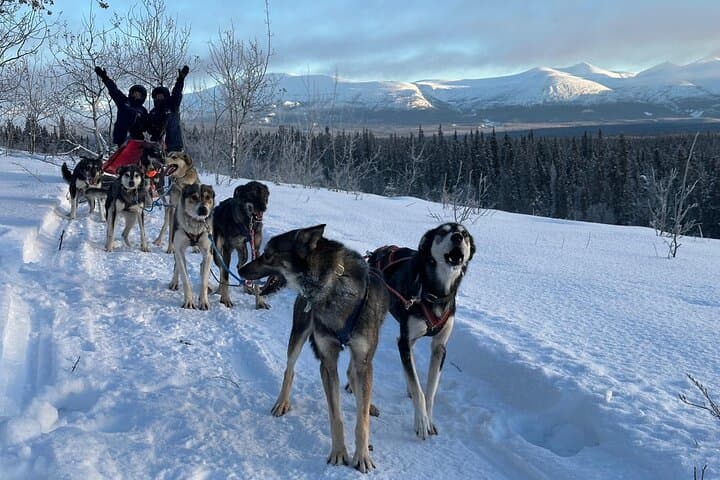 Whitehorse Dog Sledding Adventure: Huskies & Indigenous Culture in the Yukon photo 2