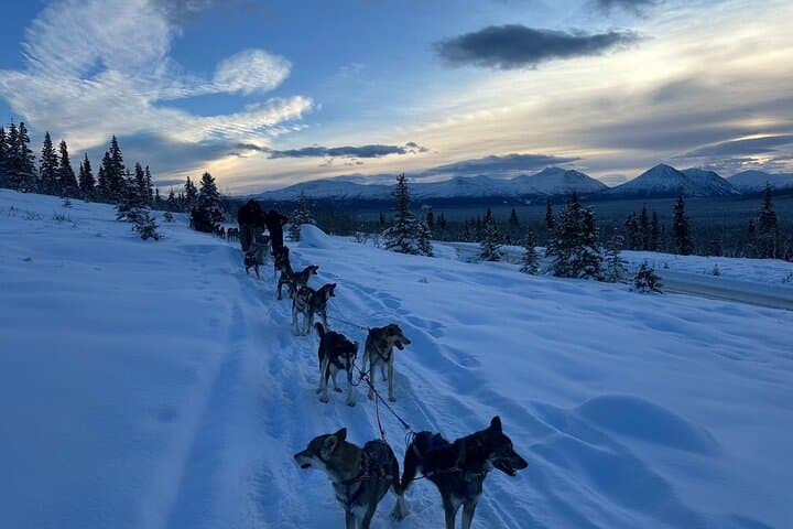 Whitehorse Dog Sledding Adventure: Huskies & Indigenous Culture in the Yukon photo 4