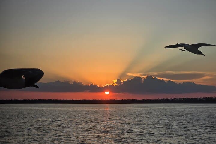 Sunny Lady Dolphin & Sunset Cruises in Orange Beach: Scenic Back Bay Excursions photo 4