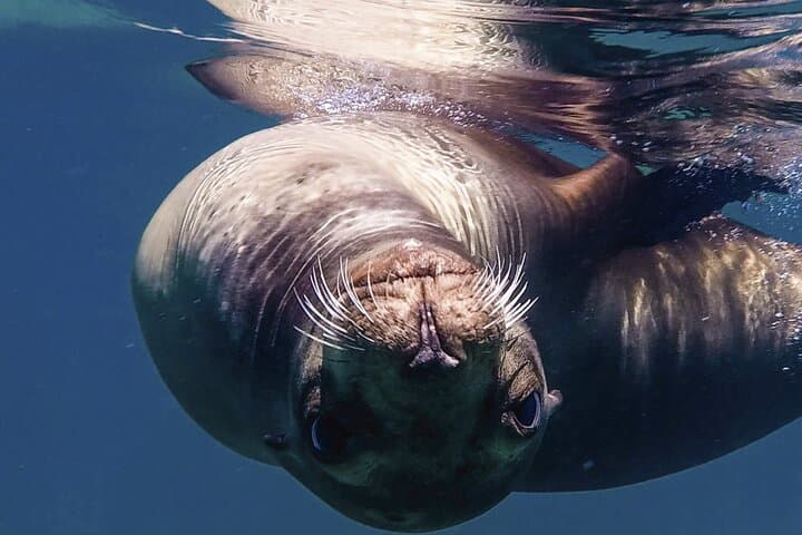 Cabo Clearboat to the Arch: Glass-Bottom Cruise to El Arco and Marine Life photo 4