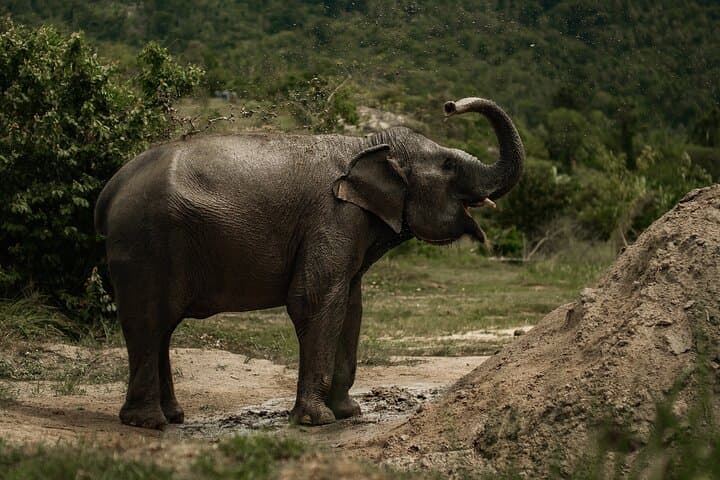Coconut Culture and Ethical Elephants: Sustainable Full-Day in Koh Samui photo 2