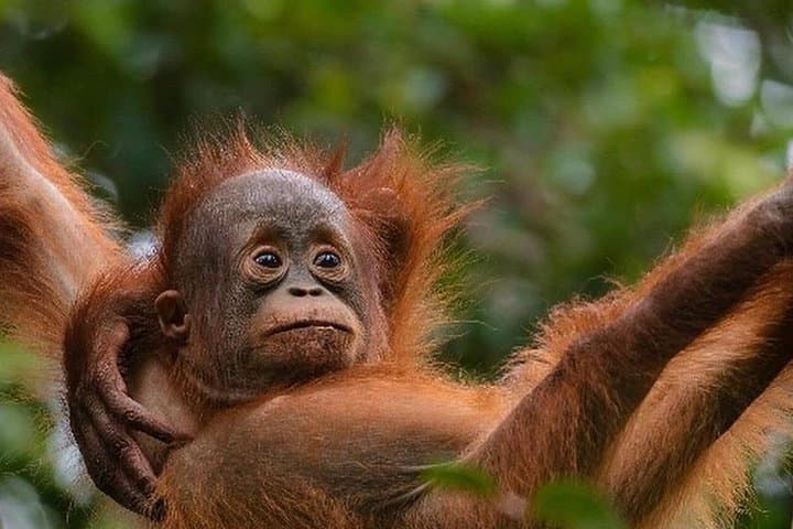 Bukit Lawang Orangutan Trek from Medan — Full-Day Jungle Trek in Gunung Leuser photo 3