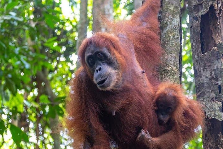 Bukit Lawang Orangutan Trek from Medan — Full-Day Jungle Trek in Gunung Leuser photo 1