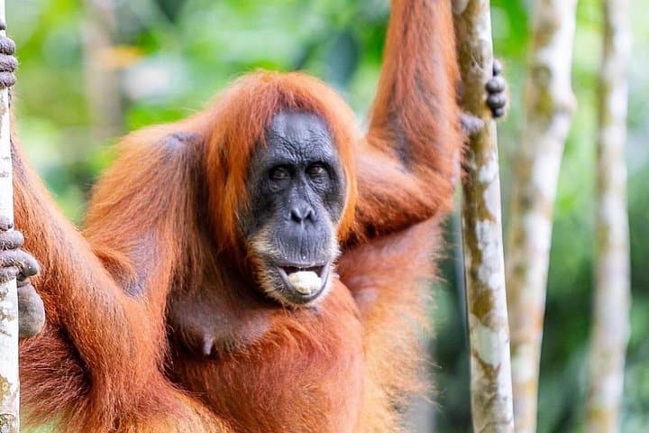 Bukit Lawang Orangutan Trek from Medan — Full-Day Jungle Trek in Gunung Leuser photo 4