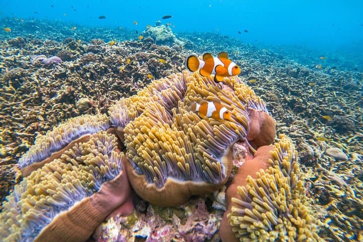 Surin Islands Catamaran Reef Tour from Phuket — Snorkel, Beach & Moken Village Day Trip photo 4