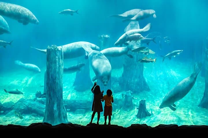 River Wonders Singapore: Giant Pandas, Amazon River Quest & Family Wildlife Adventure