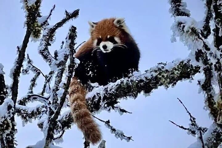 Xiling Snow Mountain Private Tour — Chengdu Day Trip to Skiing, Cloud Seas & Yin-Yang Boundary photo 6