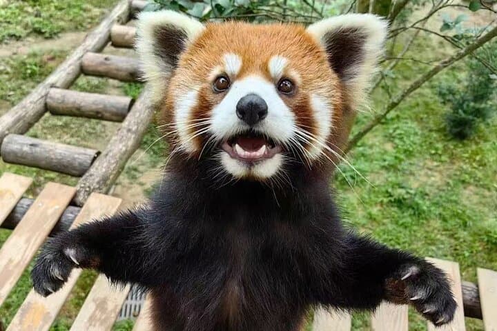 Dujiangyan Panda Sanctuary: Morning Feeding and Red Panda Keeper Experience photo 2