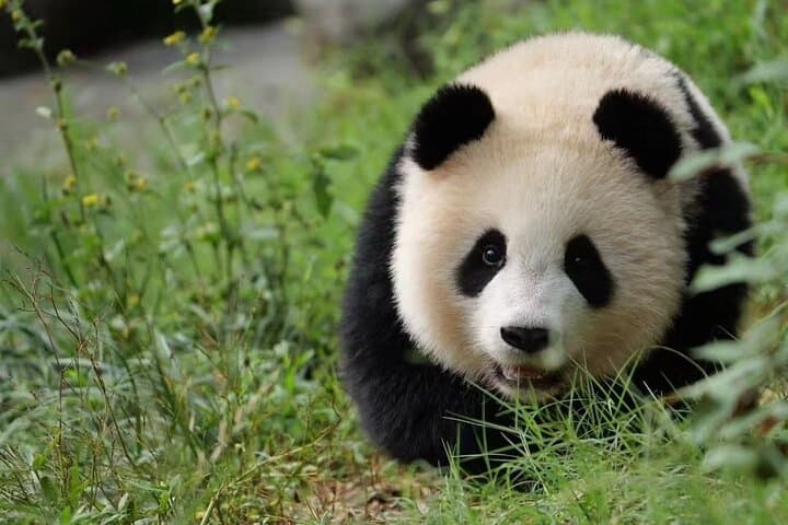 Dujiangyan Panda Sanctuary: Morning Feeding and Red Panda Keeper Experience