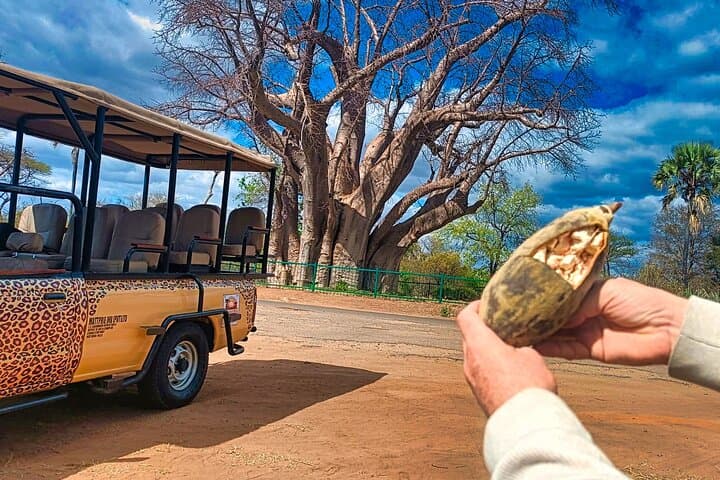 Vulture Feeding 4x4 & Baobab Big Tree Safari in Victoria Falls photo 4
