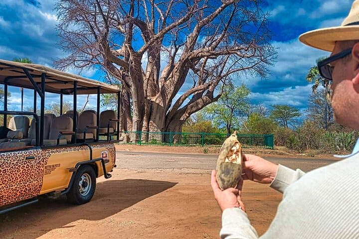 Vulture Feeding 4x4 & Baobab Big Tree Safari in Victoria Falls
