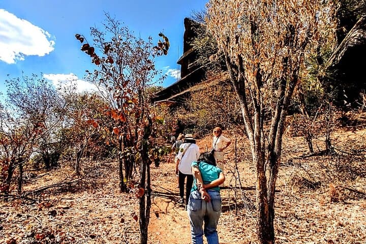 Vulture Safari & Baobab Tour at Victoria Falls National Park photo 2