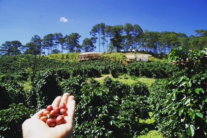 Da Lat Day Trip from Nha Trang: Datanla Waterfall & Coffee Farm Experience