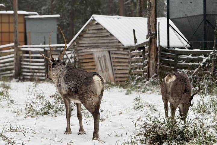 Levi Wilderness Twilight Adventure: Reindeer Farm & Lompolo Cabin Experience photo 4