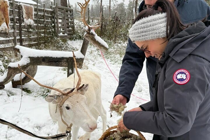 Levi Wilderness Twilight Adventure: Reindeer Farm & Lompolo Cabin Experience photo 5