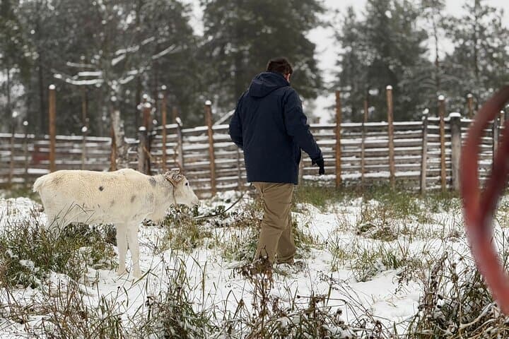 Levi Wilderness Twilight Adventure: Reindeer Farm & Lompolo Cabin Experience photo 6