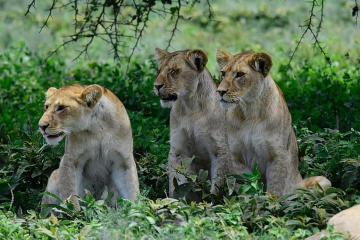 8-Day Serengeti Photo Safari: Calving Season & Ndutu Migration photo 3