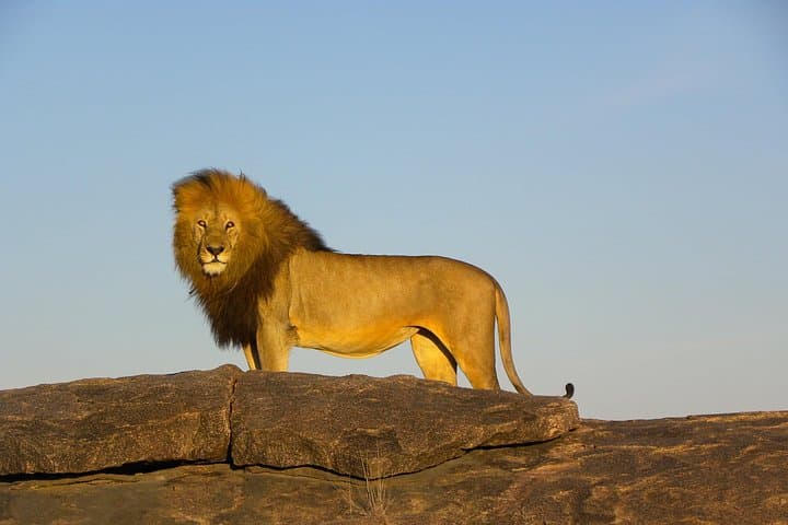 8-Day Serengeti Photo Safari: Calving Season & Ndutu Migration photo 4
