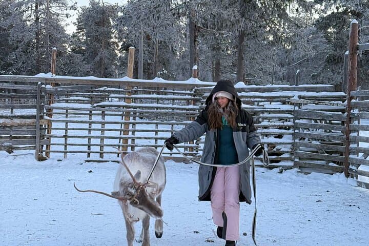 Reindeer Herding & Snowmobile Sleigh Ride in Lompolo: Lapland Wilderness Lunch photo 5