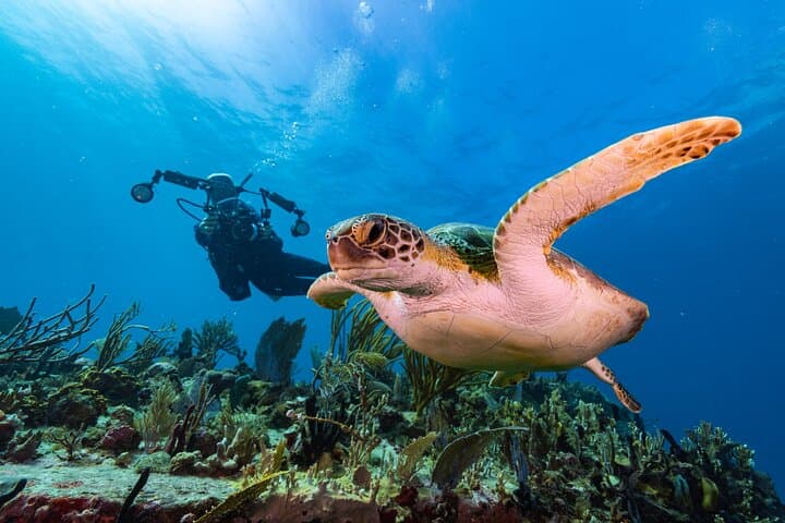 Two-Tank Morning Dive Trip off St. John — Best Reef Sites for Certified Divers photo 4