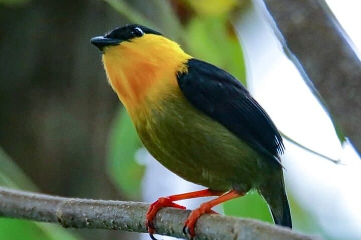 Morning Wildlife and Canal Views: Soberanía National Park Day Tour photo 3