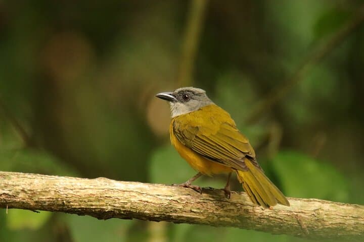 Morning Wildlife and Canal Views: Soberanía National Park Day Tour photo 4