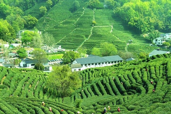 Hangzhou West Lake & Longjing Tea: Private Day Tour Through Tea Fields and Pagodas
