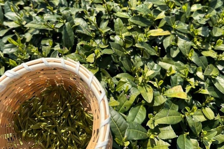 Hangzhou West Lake & Longjing Tea: Private Day Tour Through Tea Fields and Pagodas photo 2