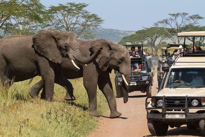 Akagera One-Day Group Safari from Kigali: Big Five, Lake Ihema & Birdwatching photo 6